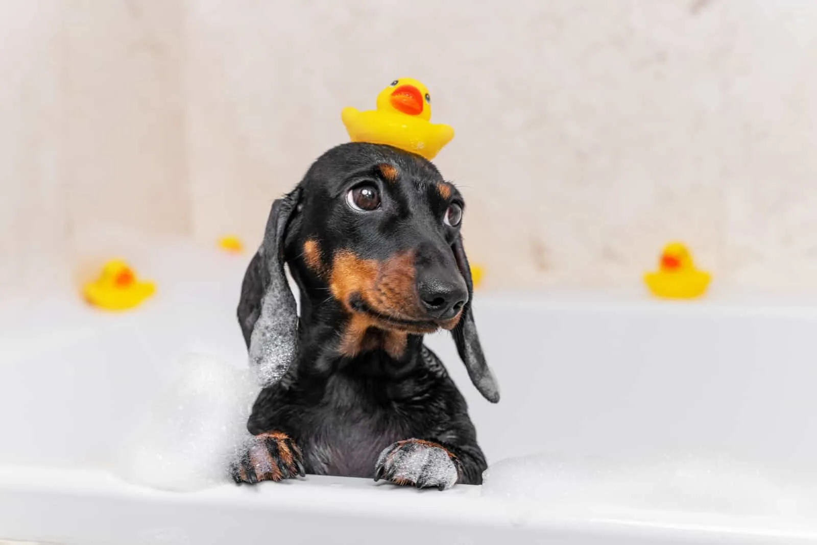 Dachshund having a bath