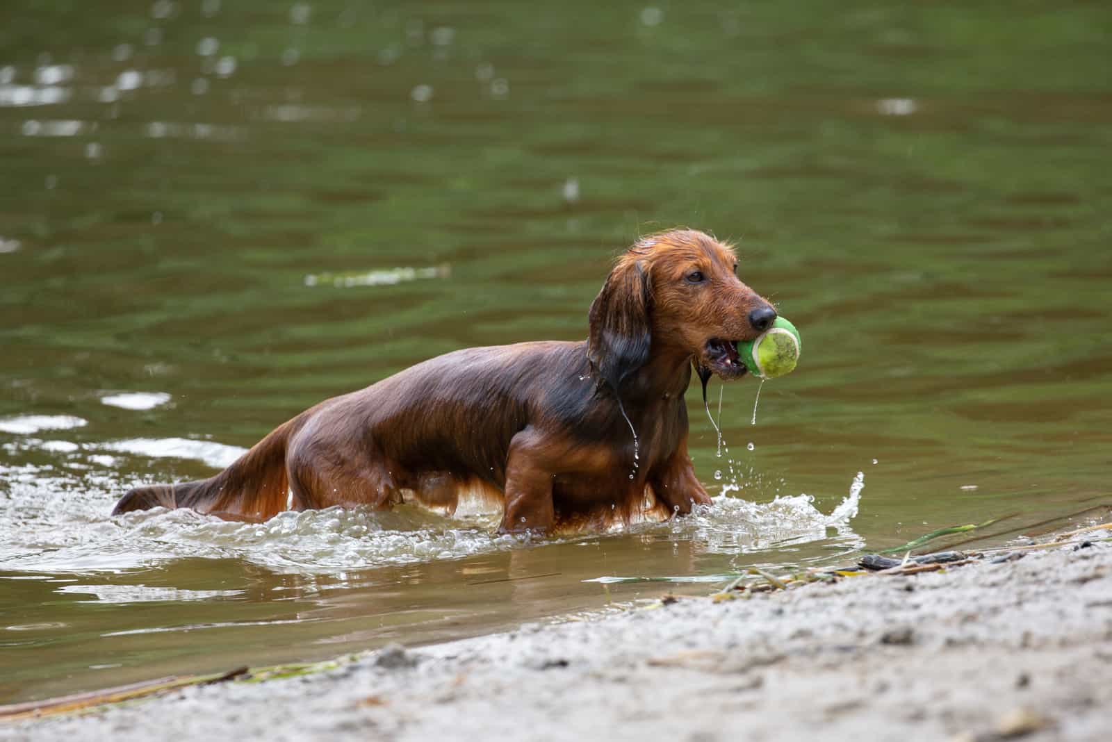 Dachshund playing in lake