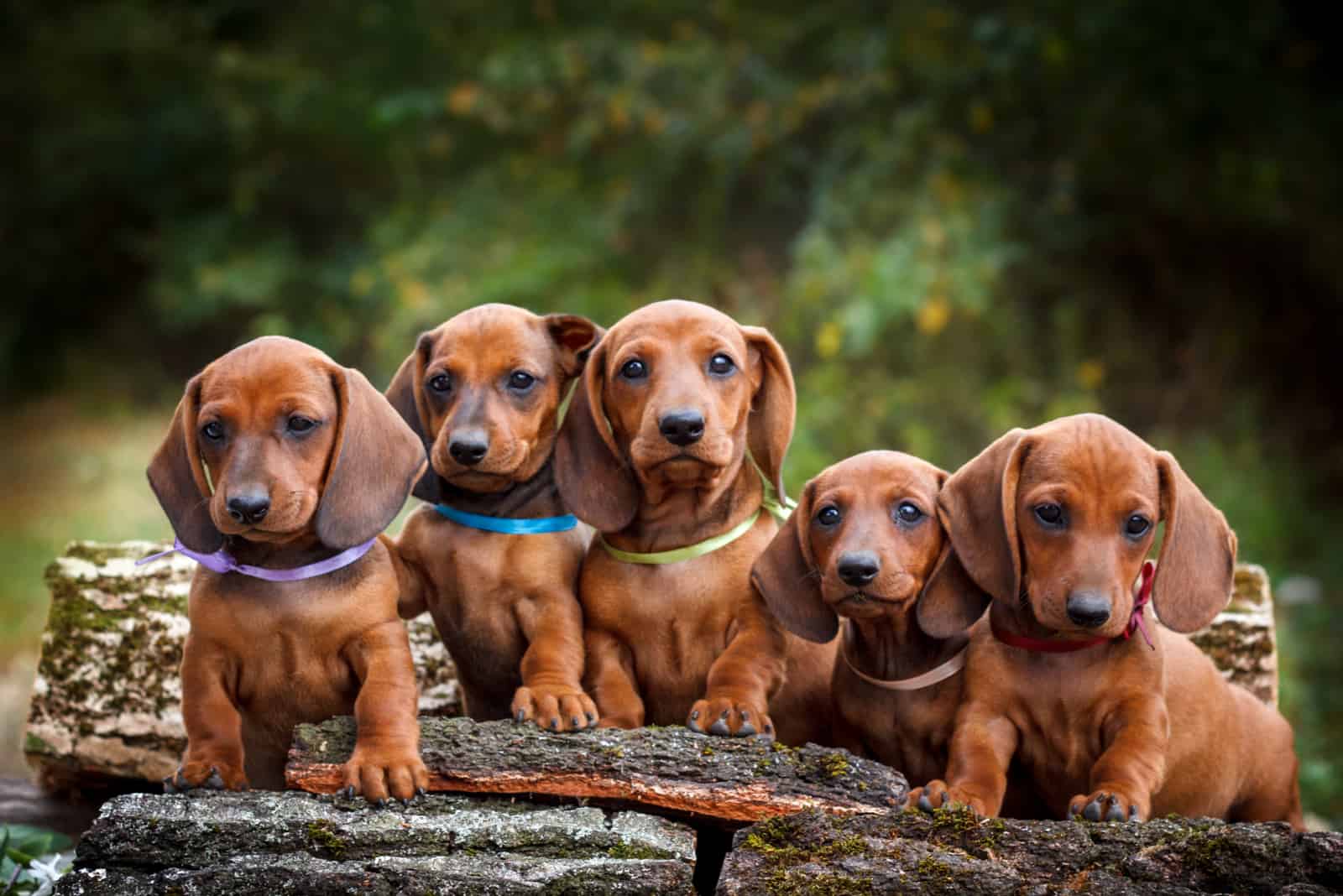 Dachshund puppies standing on wood