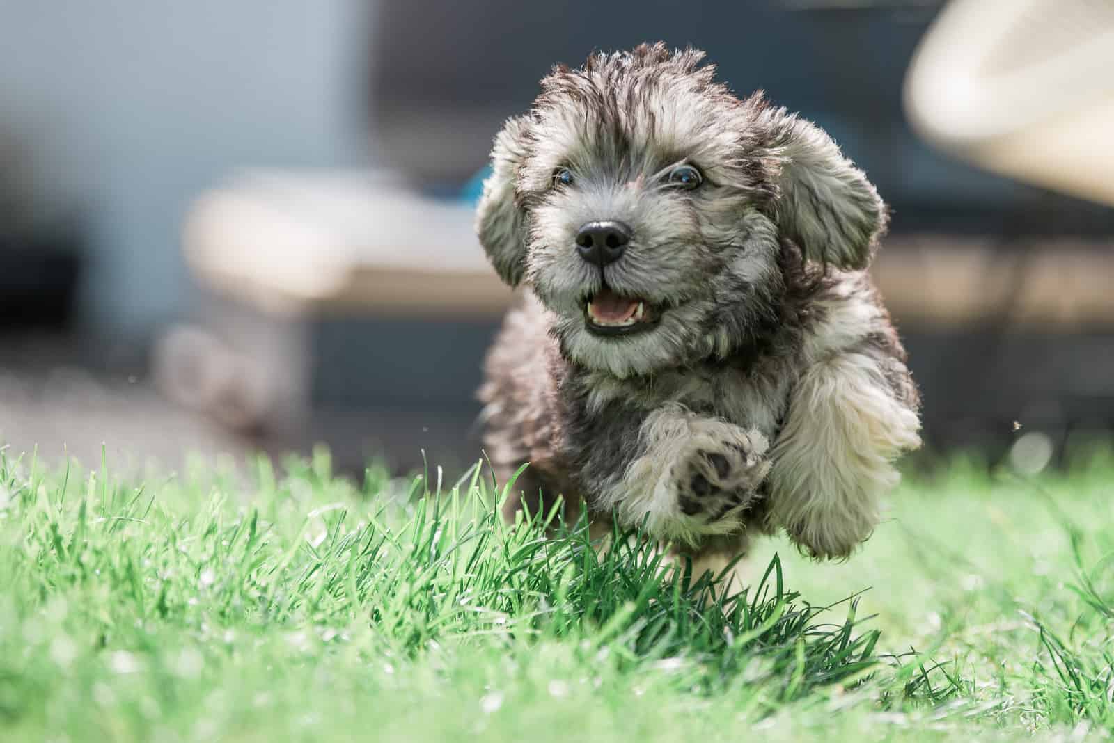 Dandie Dinmont Terrier playing 