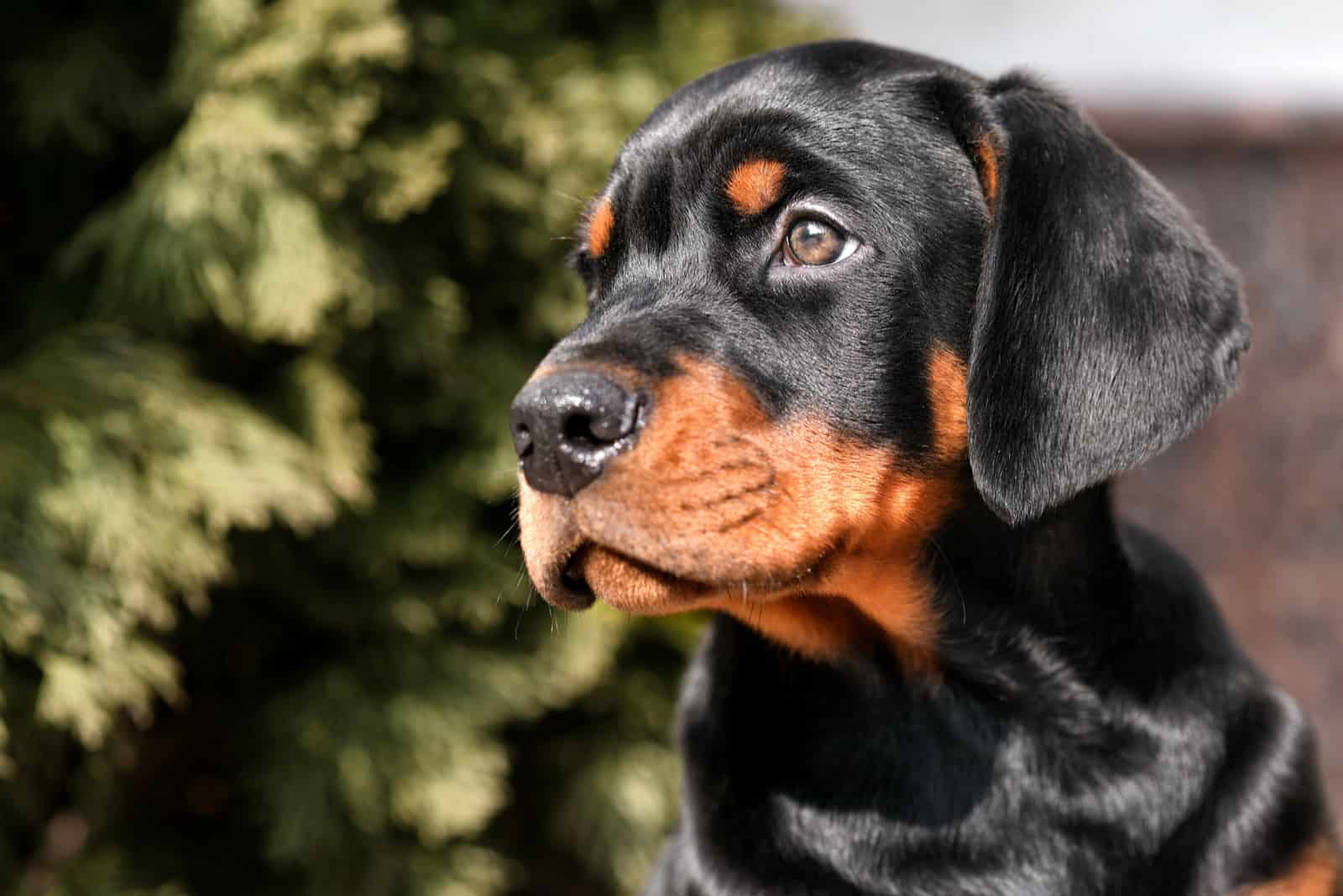 Doberman Feeding Chart – What A Perfect Dog Diet Looks Like