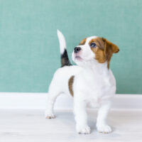 dog standing inside