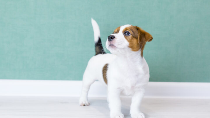 Dog Tail Position Chart: A Simple Guide To Your Dog’s Body Language