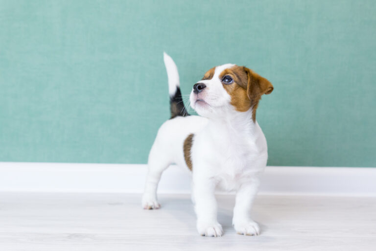 dog standing inside