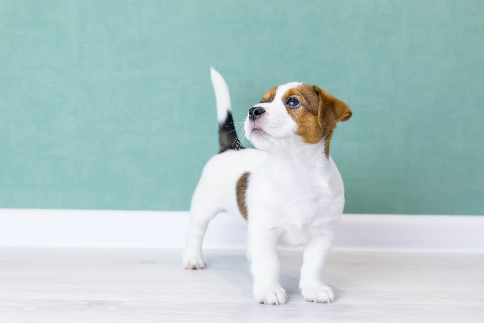 Dog Tail Position Chart: A Guide To Dog’s Body Language
