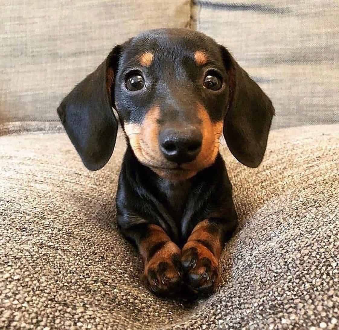 Doxiepoo laying on the couch