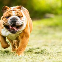 English Bulldog sets on the grass