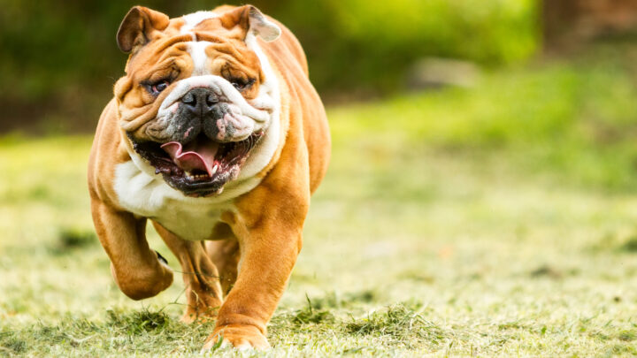 English Bulldog Growth Chart — When Will My Pup Stop Growing?
