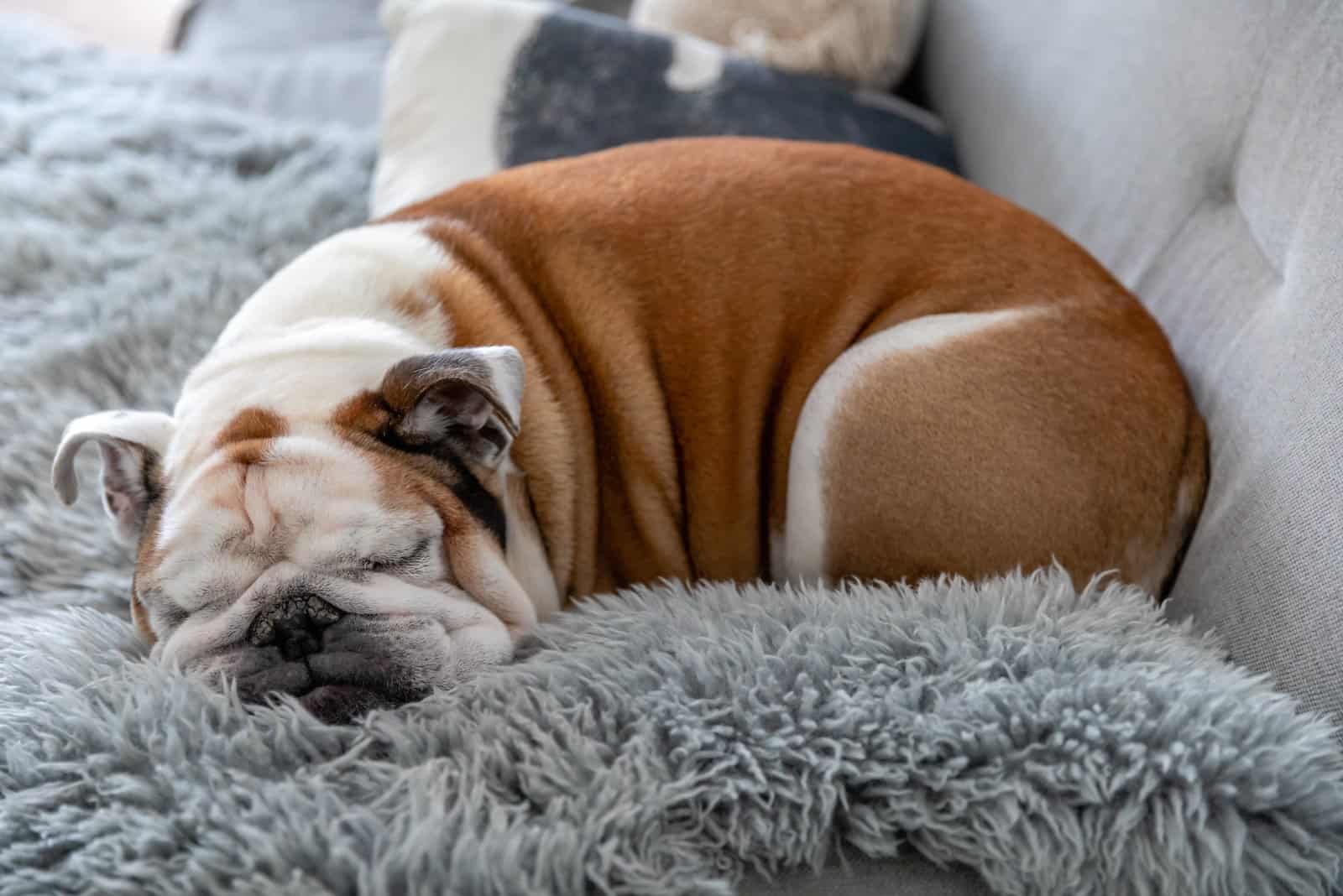 English Bulldog lying on the couch and sleeping