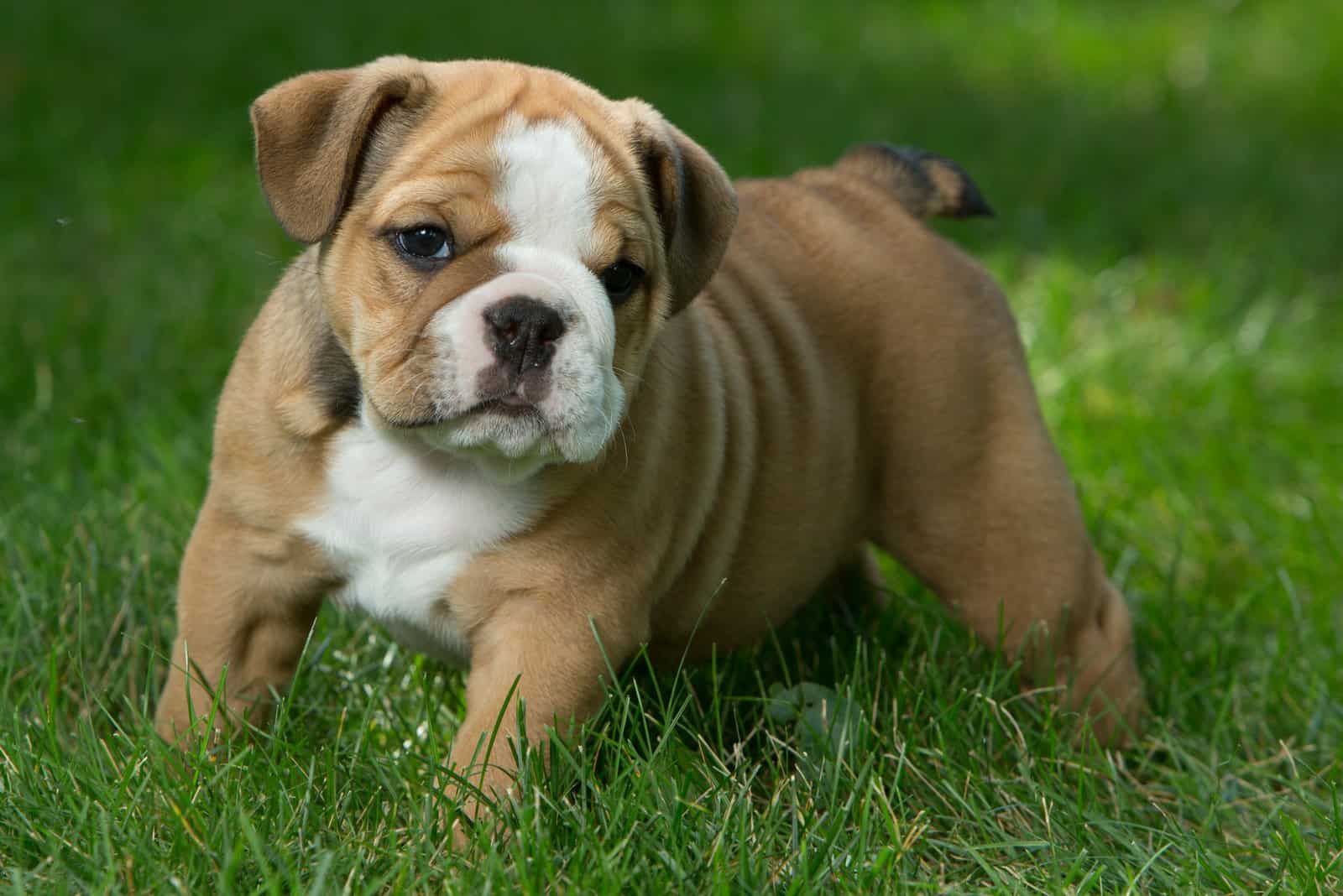 English Bulldog puppy standing on the grass