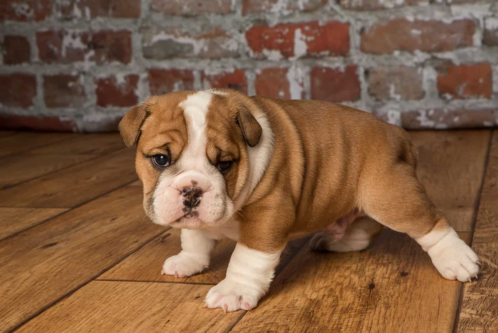 English Bulldog puppy stands on a wooden surface