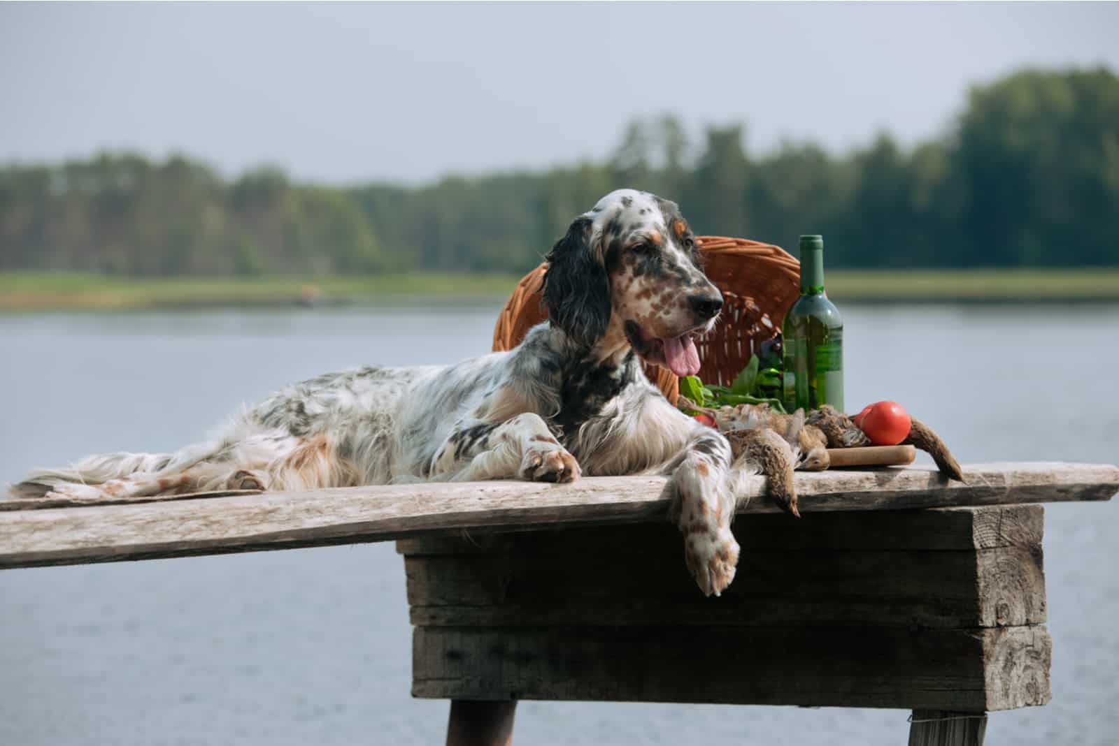 English Setter lying on deck