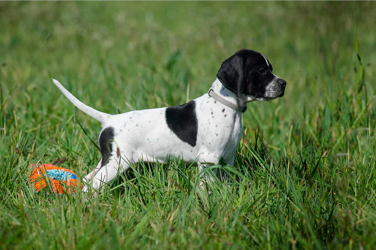 English Setter puppy standing in garss