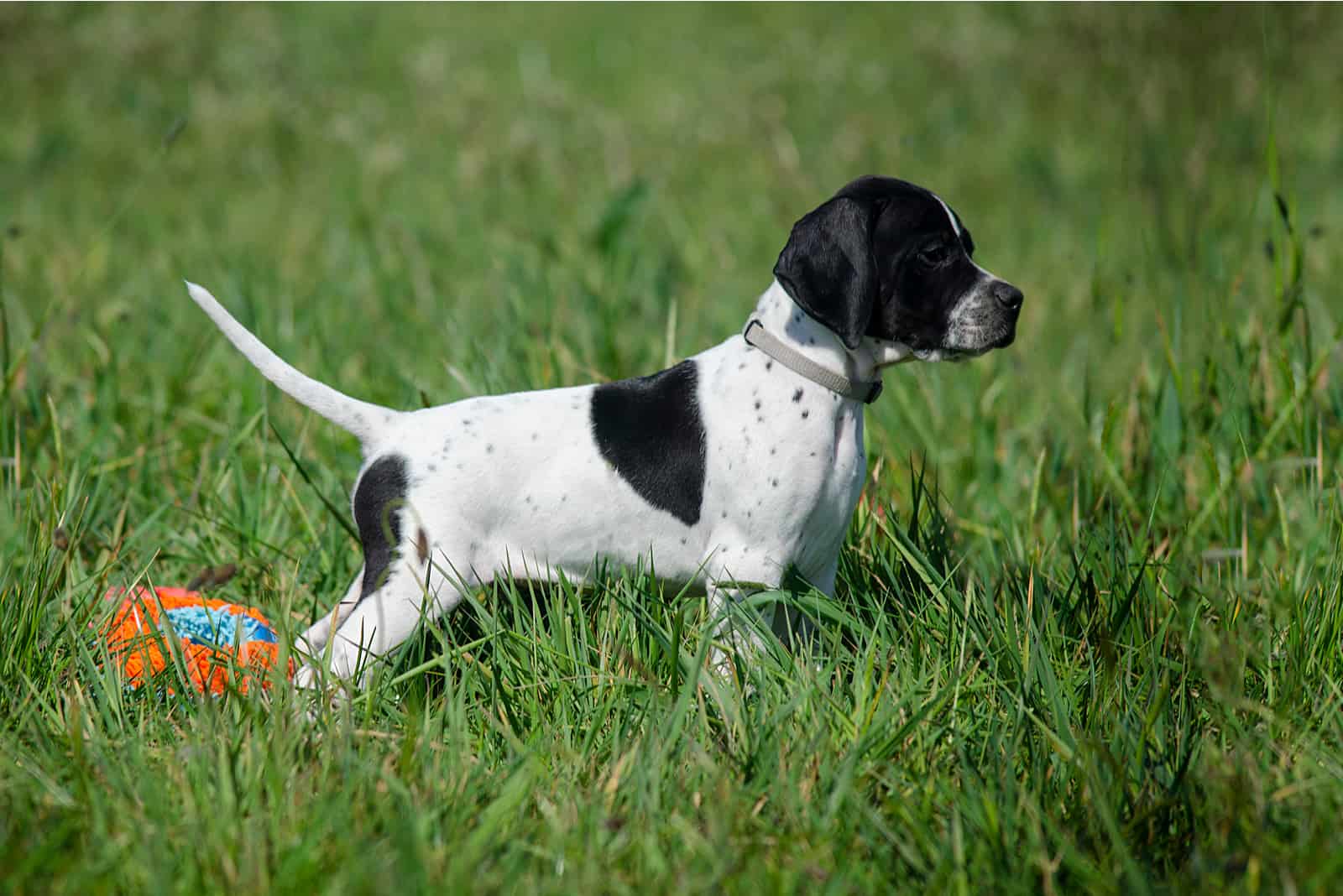 english setter puppies