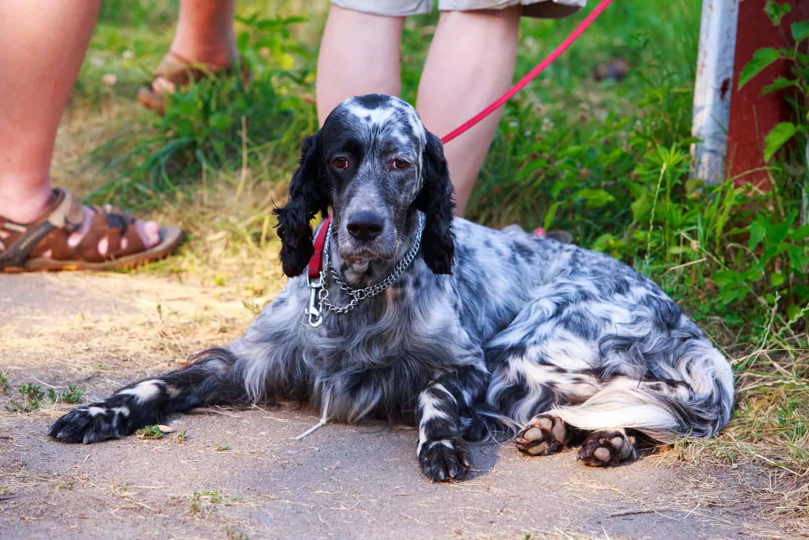 English Setter sitting by owners