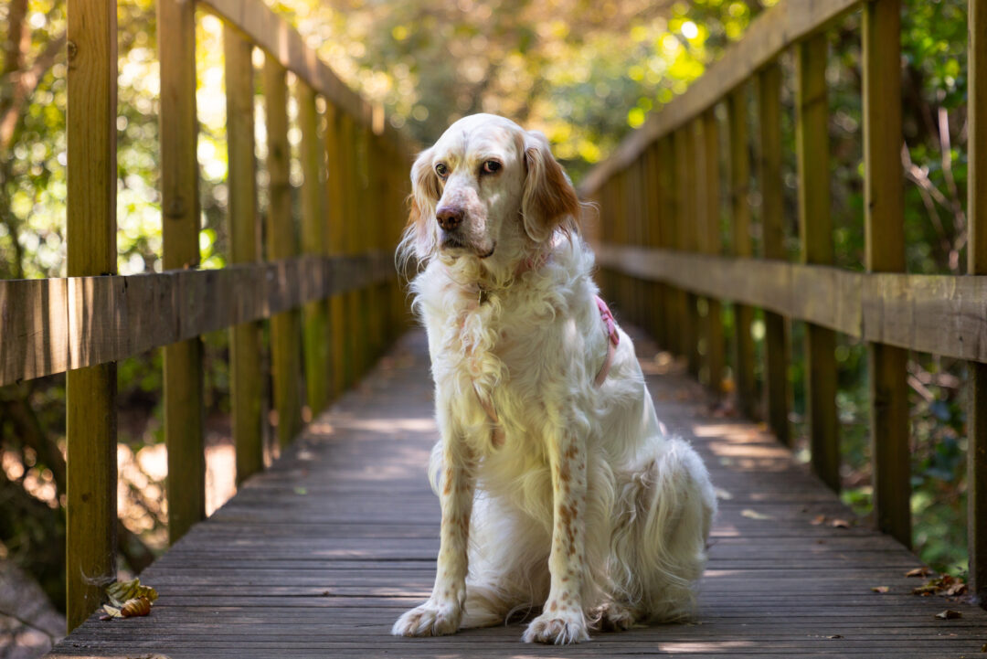 The 3 Best English Setter Breeders In The U.S.