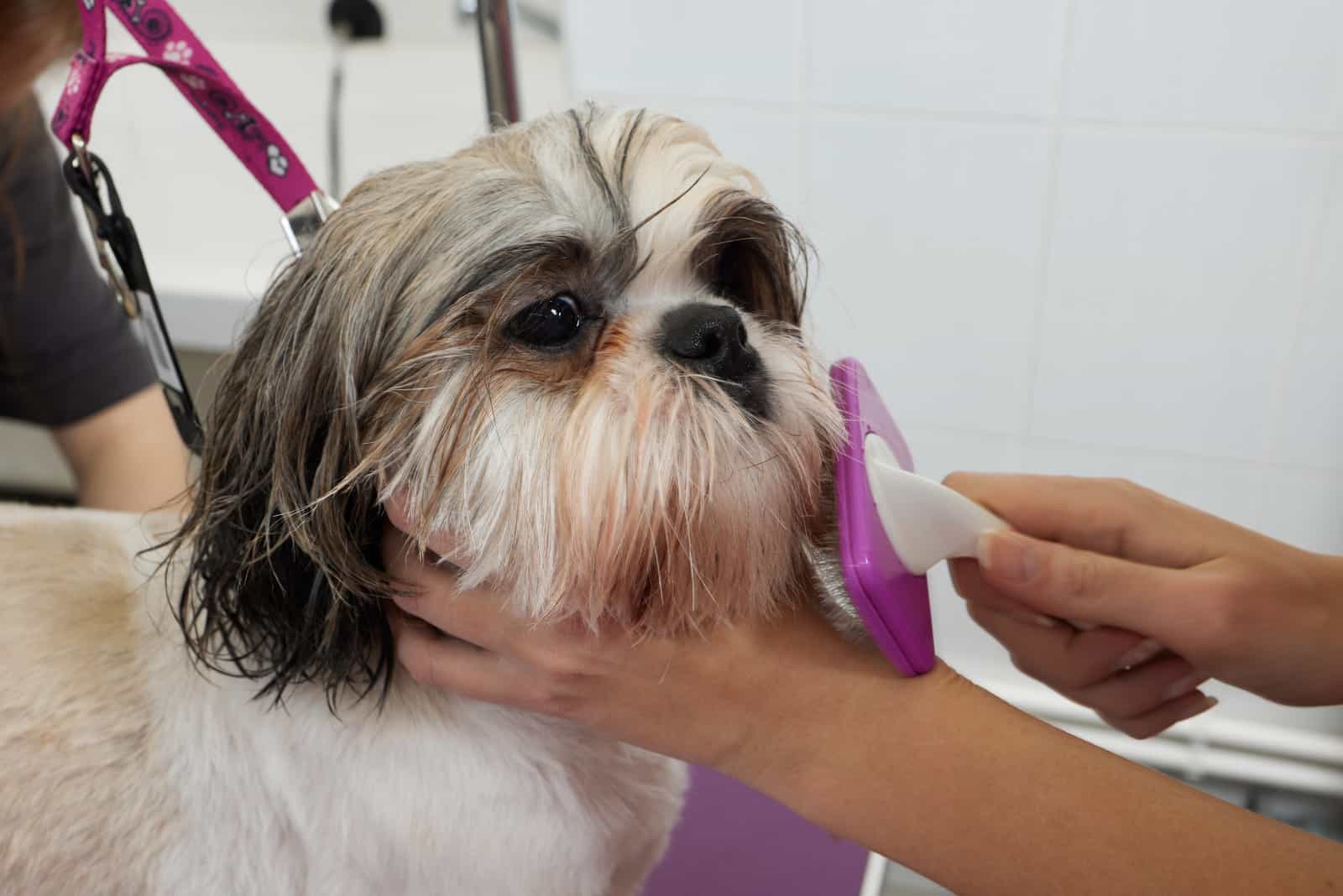 how often should you bathe a shichon