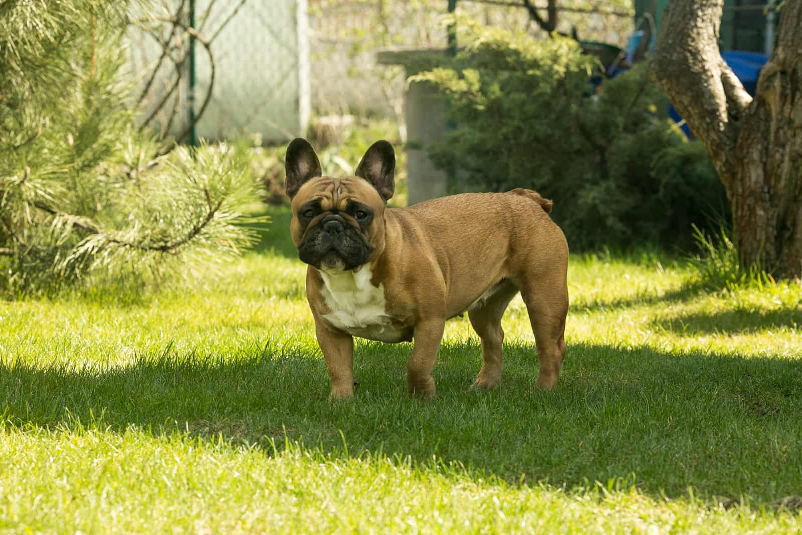 French Bull stands on the grass and looks ahead