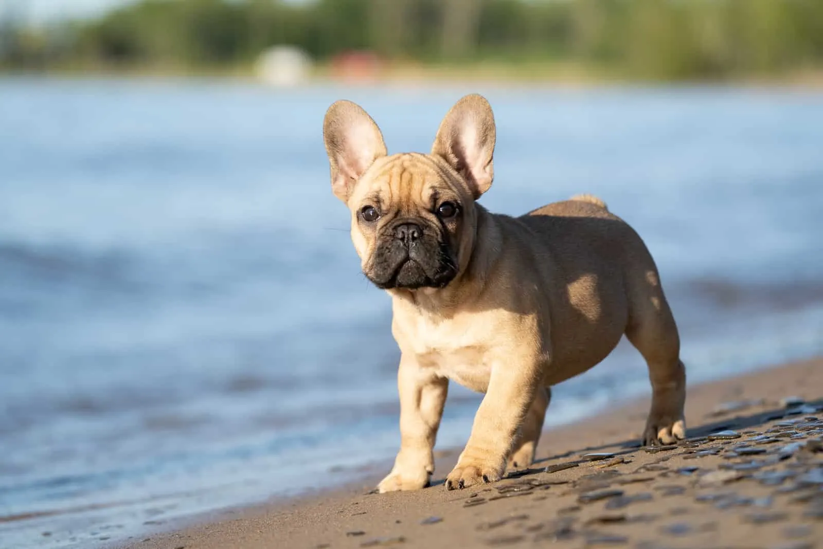 French Bulldogs puppy standing on the beach by the water