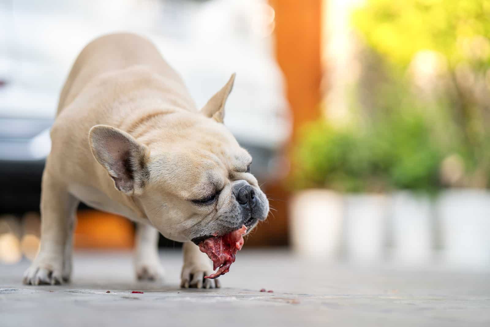 French bulldog eating raw food in garden