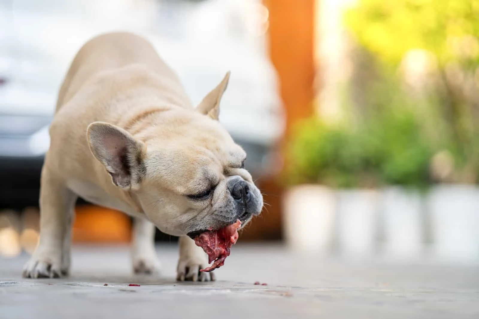 French bulldog eating raw food in garden