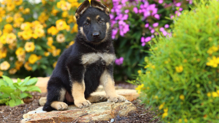 13 Best German Shepherd Breeders In Washington
