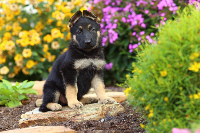 german shepherd puppy