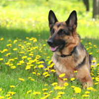 German shepherd lies on a green young grass among Flowers