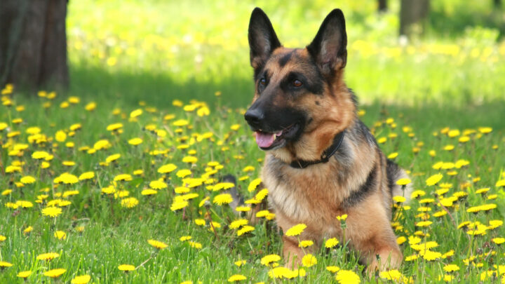 German Shepherd Rescues In Ohio – The 5 Best Rescue Centers