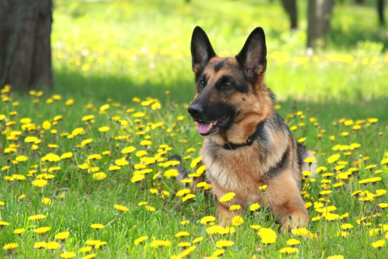 German shepherd lies on a green young grass among Flowers