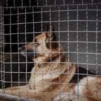 photo of german shepherd rescue in wisconsin