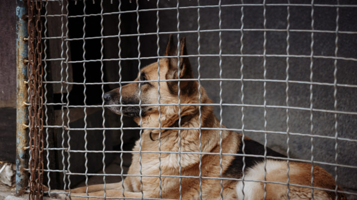 German Shepherd Rescues In Wisconsin: Top 8 Picks