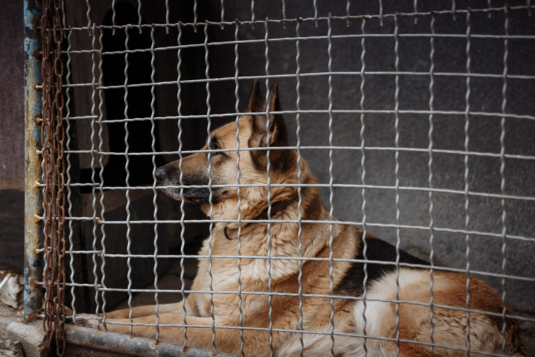photo of german shepherd rescue in wisconsin