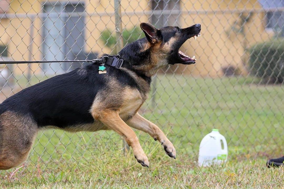 German Shepherd playing outside