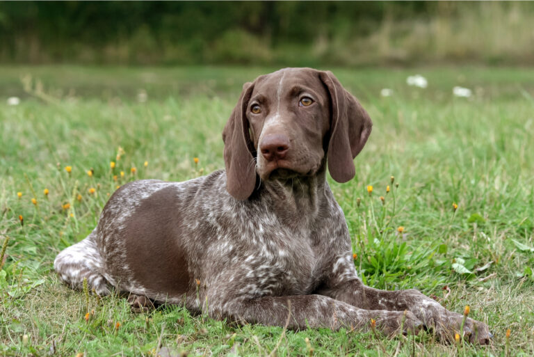 The German Shorthaired Pointer lies in the grass
