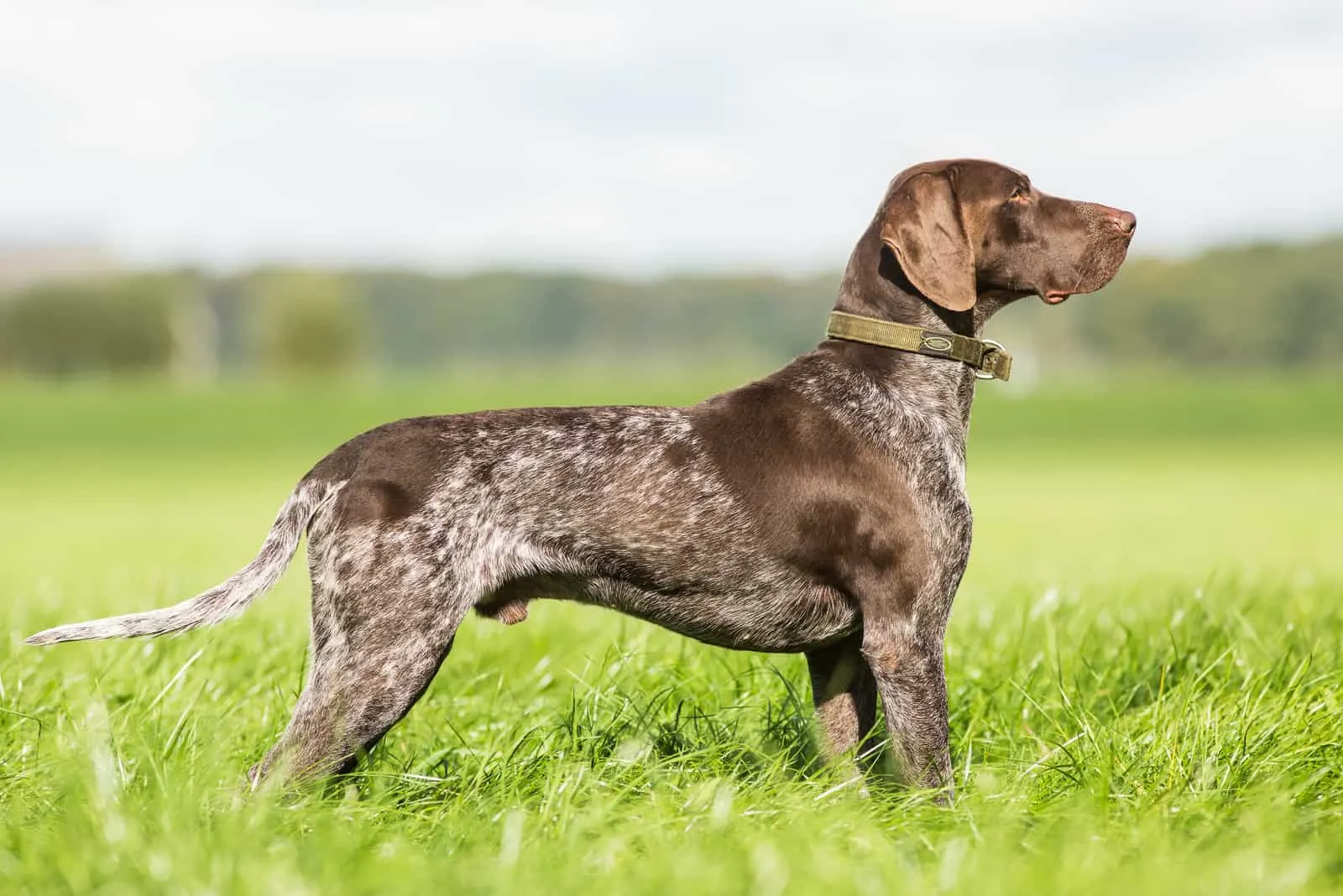 German Shorthaired Pointer looking away