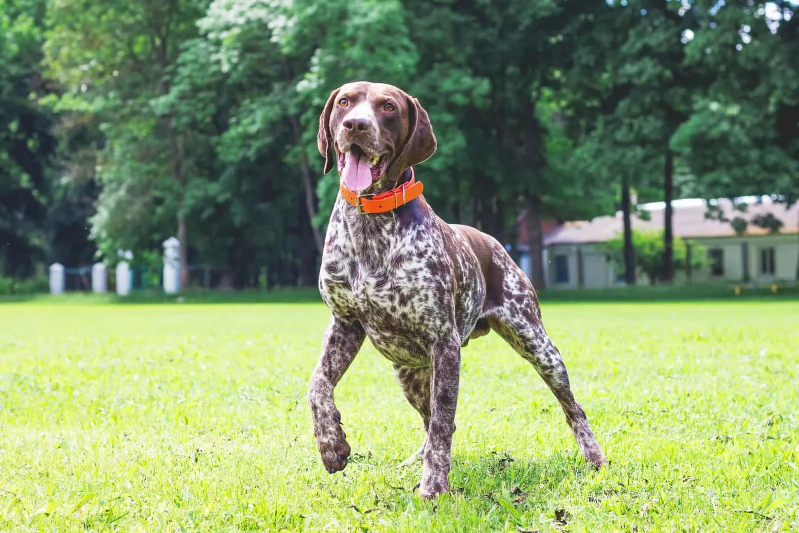 German Shorthaired Pointer posing on grass outside