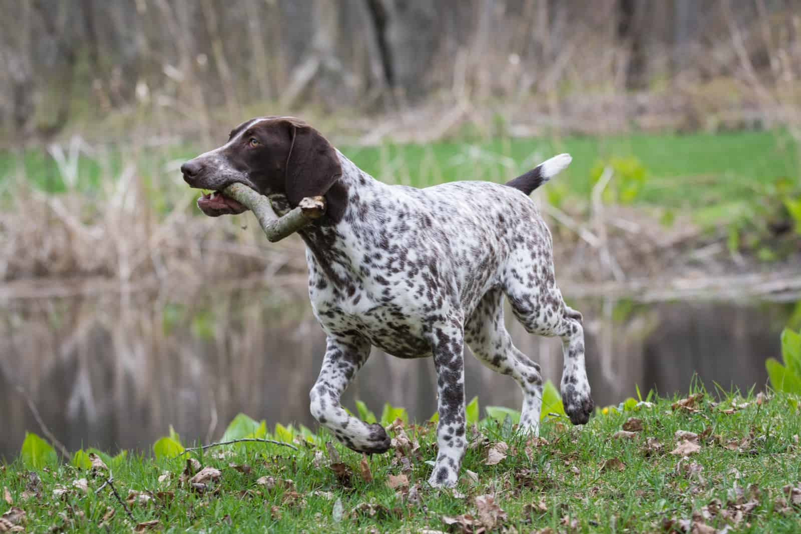 German Shorthaired Pointer running outside