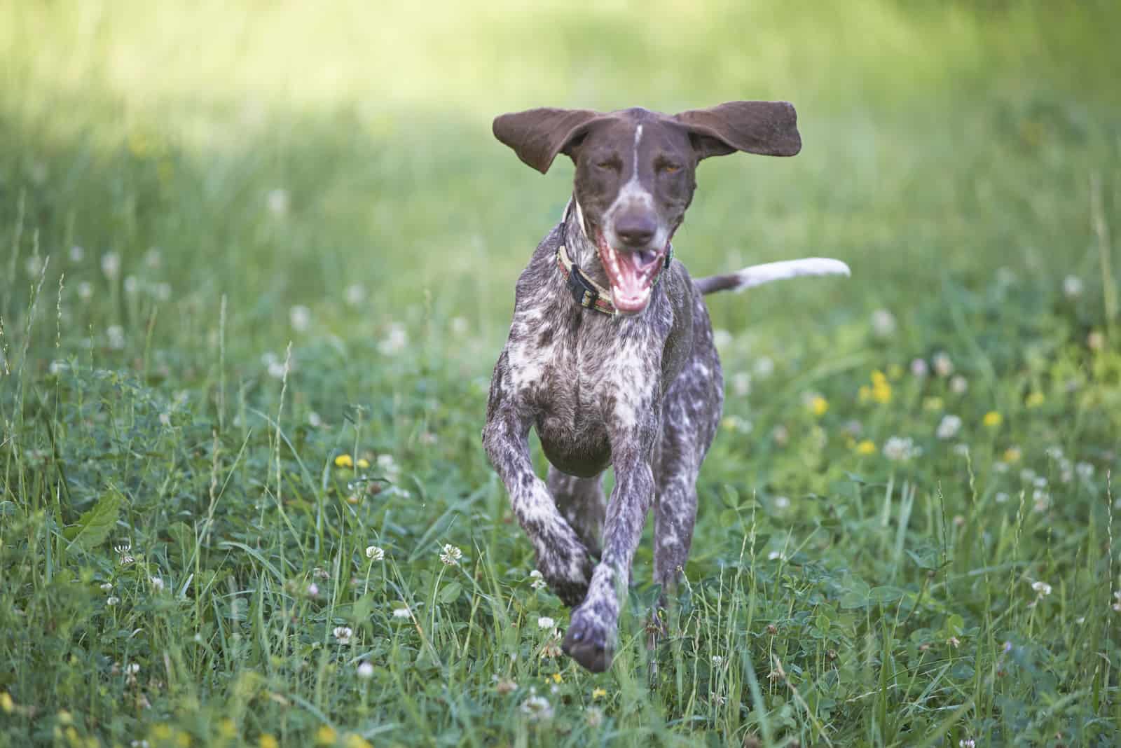 German Shorthaired Pointer runs on the grass