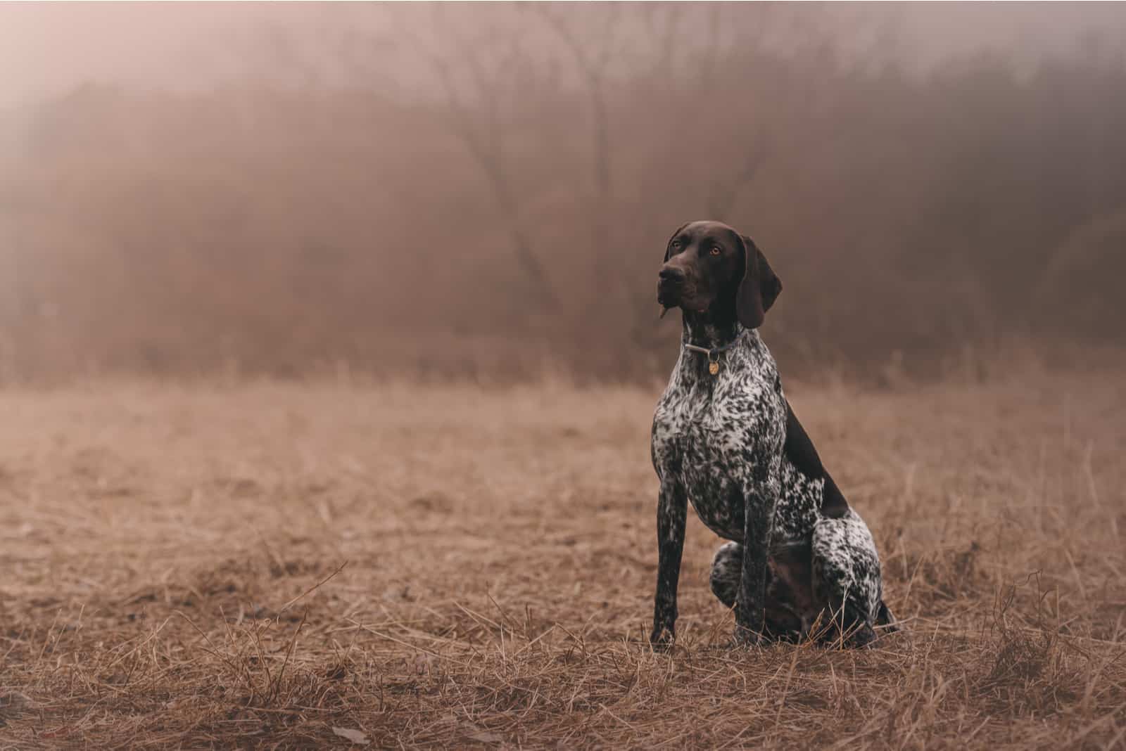 German Shorthaired Pointer sitting on field