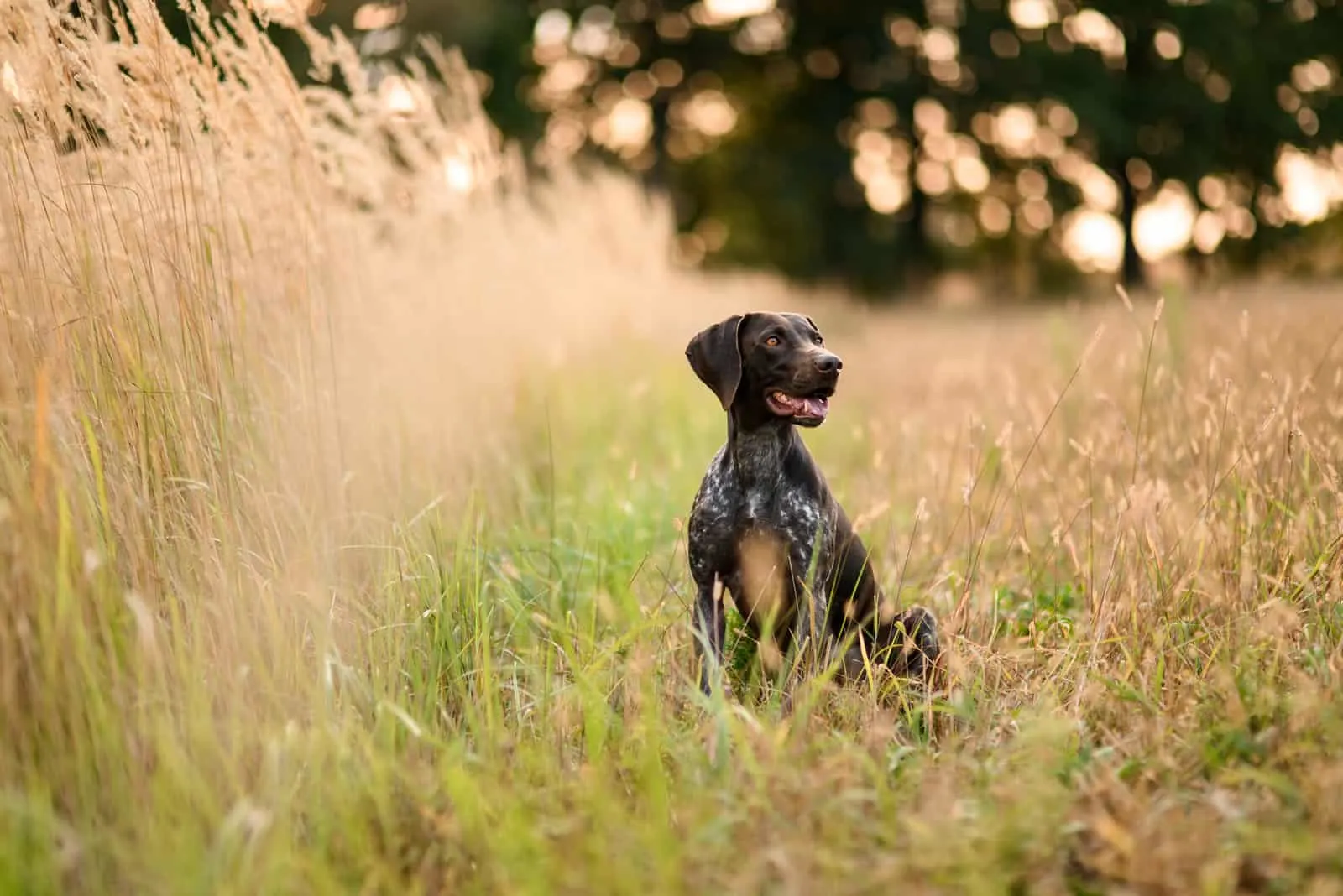 German Shorthaired Pointer sitting outside on field