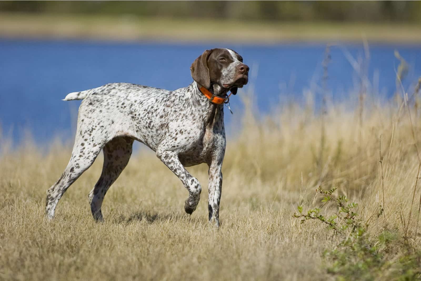 German Shorthaired Pointer standing by lake