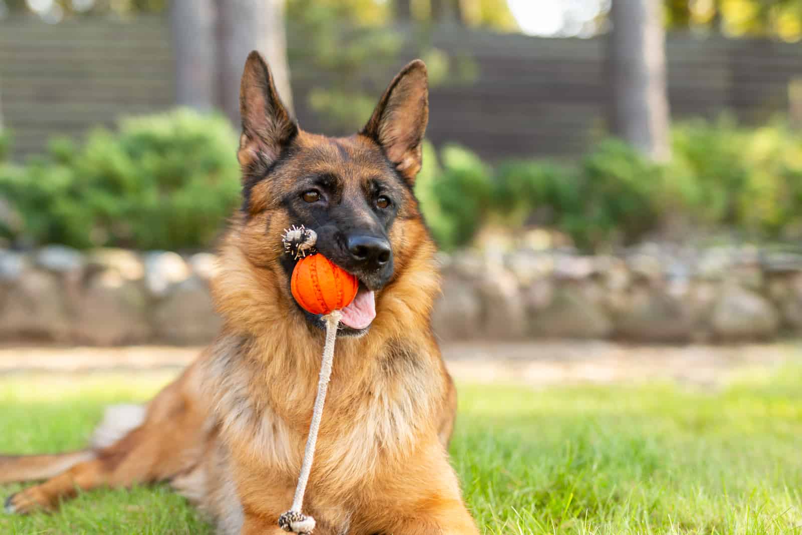 German shepherd dog playing with an orange ball in its mouth