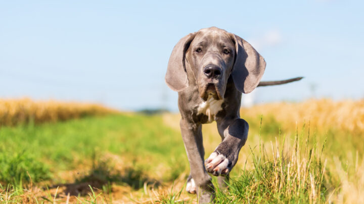 Great Dane Growth Chart: A Guide To Gentle Giant’s Size