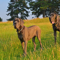 great dane dogs walking on the grass