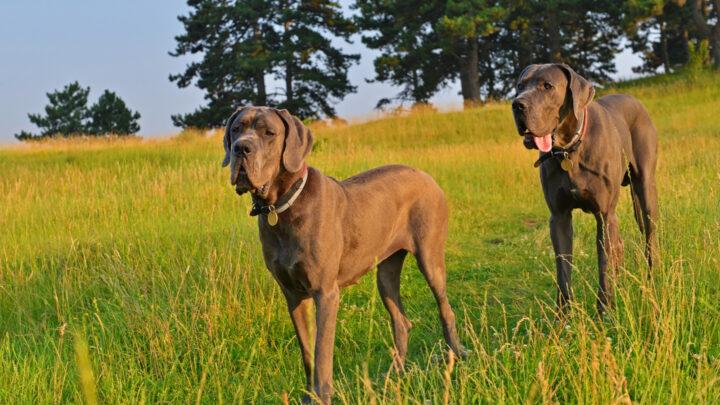 Great Dane Rescues In Ohio: 4 Best Places To Find Your New Pet!