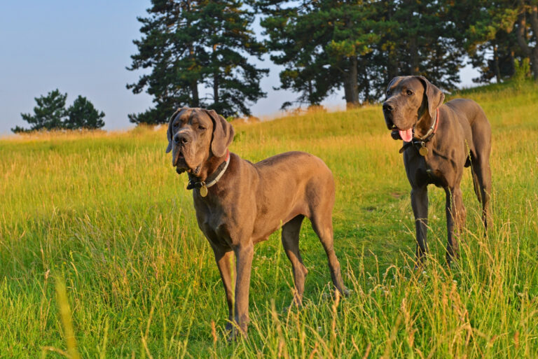 great dane dogs walking on the grass