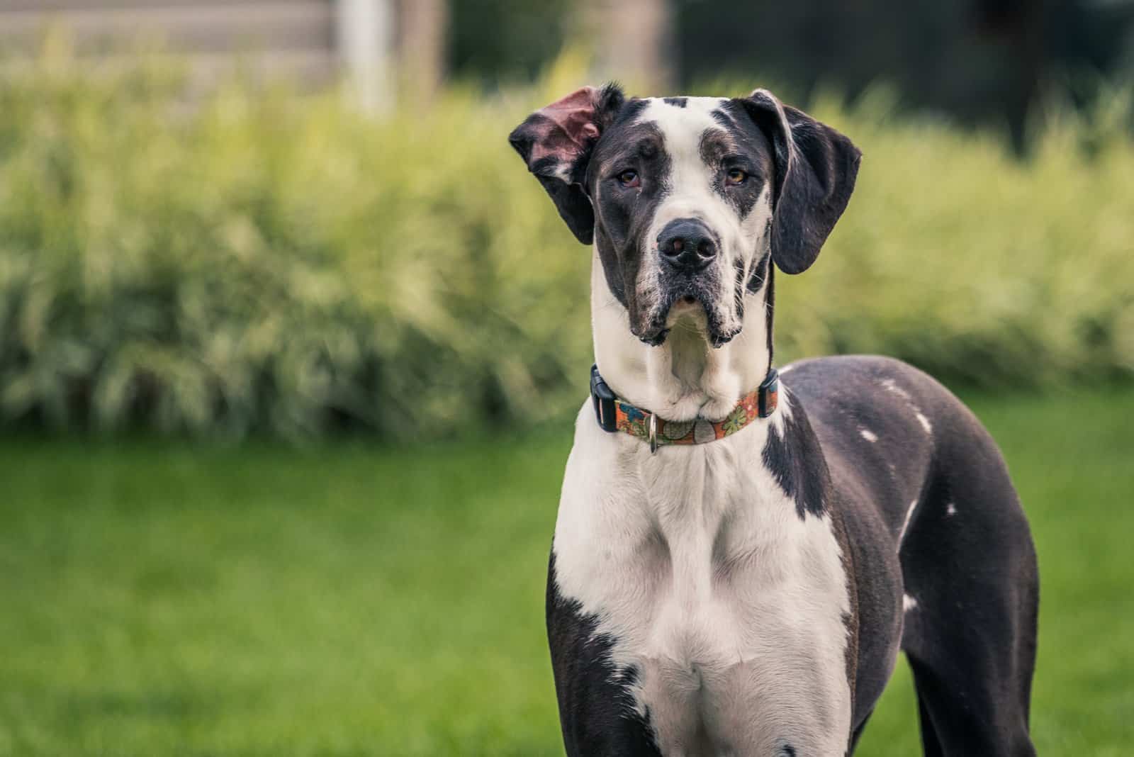 Great Dane stadning on grass