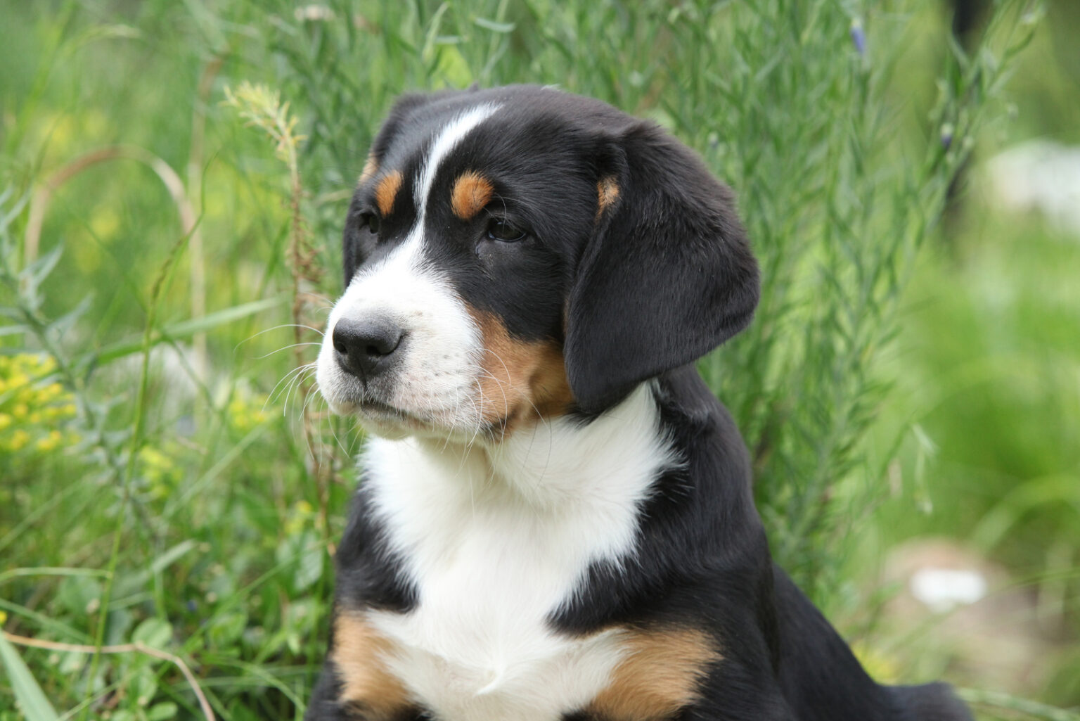top-4-greater-swiss-mountain-dog-breeders-in-the-u-s