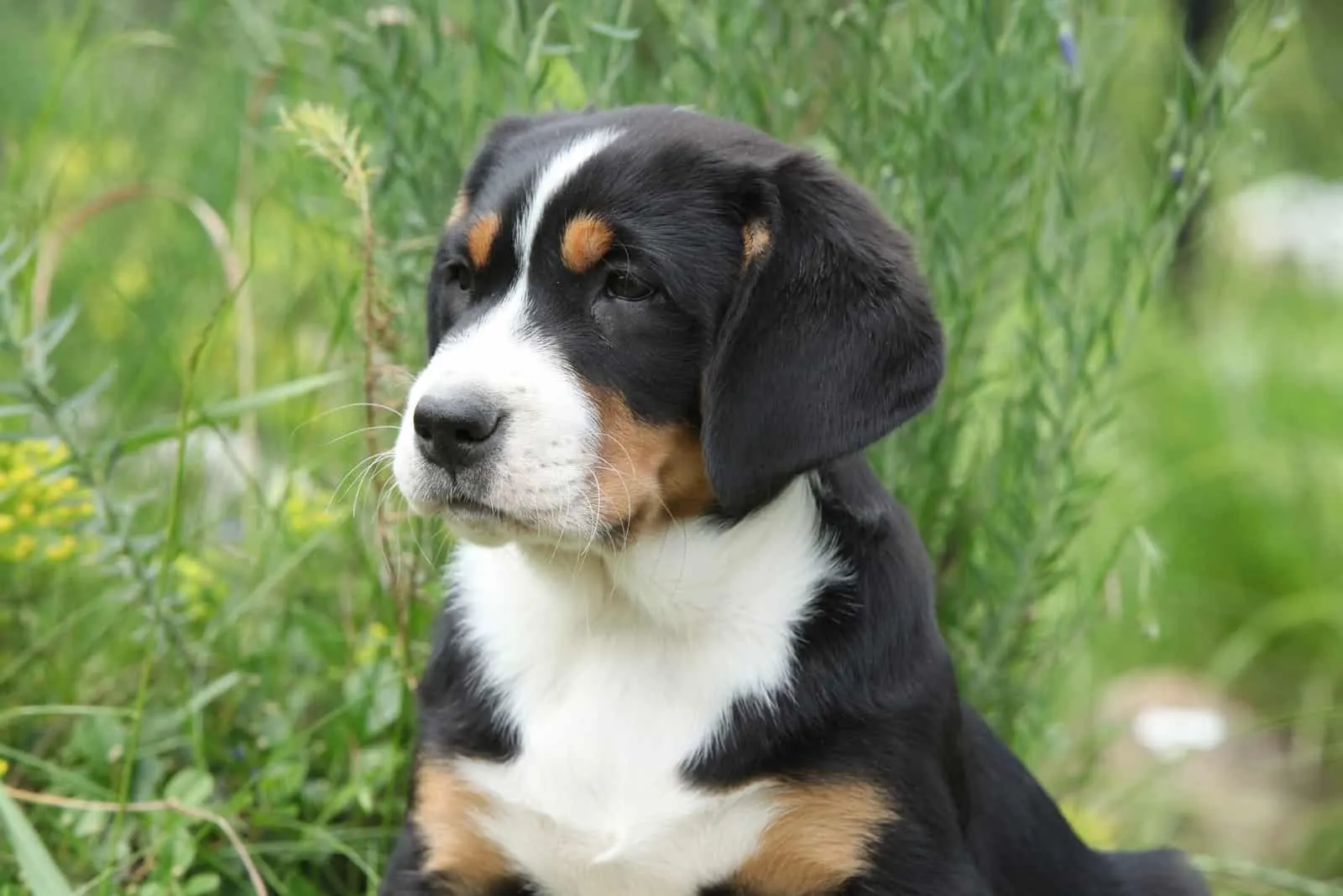 Greater Swiss Mountain Dog looking at distance